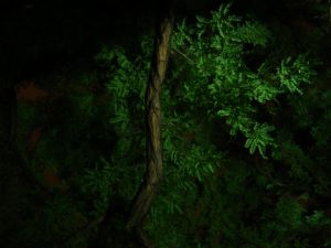 baum in stuttgart bei nacht